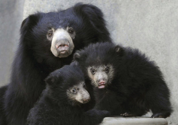 Animal photos of the week